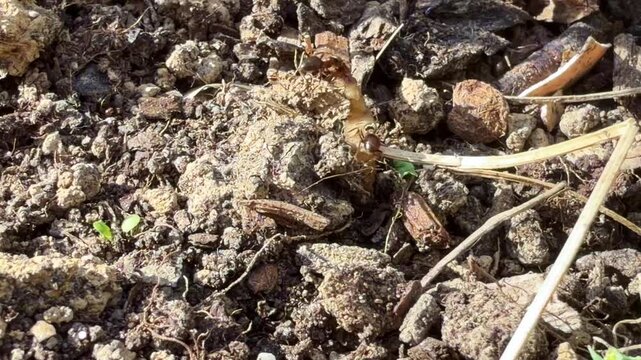 Eusocial ants rolling soil surface and fighting with a larva in rural environment.