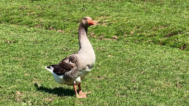 Closer view of a greater white-fronted goose aka Anser albifrons on grassy countryside field.