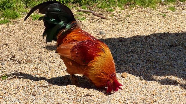 Ordinary rooster pinches the seeds on the ground in sunlight rural farm environment.