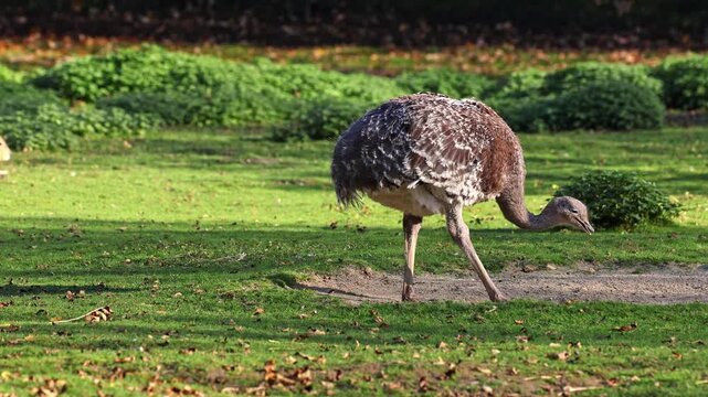 Darwin's rhea, Rhea pennata, also known as the lesser rhea