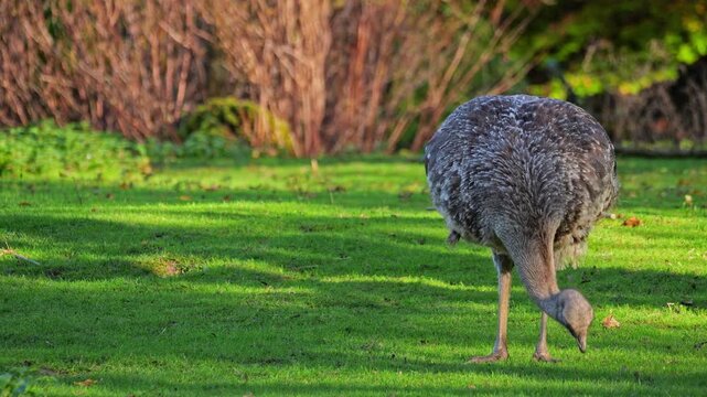 Darwin's rhea, Rhea pennata, also known as the lesser rhea