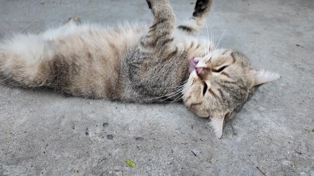 Relaxed Feline Playful, Fluffy Cat Lying on Concrete, Showcasing Its Soft Fur and Content Demeanor, Perfectly Domestic and Adorable.