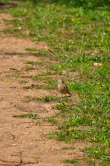Obraz premium Female linnet on dirt path in grass