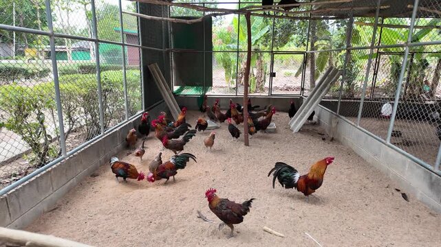 Chickens in Spacious Outdoor Coop Vibrant Habitat for Poultry and Livestock, Showcasing Natures Colors in Rural Farm Environment