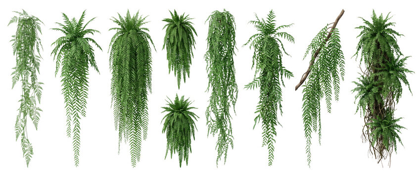 Nephrolepis Images – Browse 3,352 Stock Photos, Vectors, and Video