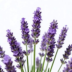 Naklejka premium Fresh Purple Lavender Flowers on White Background