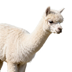 Fototapeta premium [Transparent Background PNG]White Alpaca Standing Against White Background