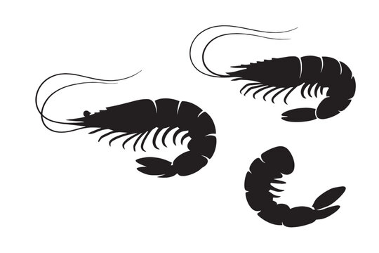 A fresh set of red shrimp vector illustrations featuring seafood icons like prawns and crustaceans in a cartoon art style for nature and food design