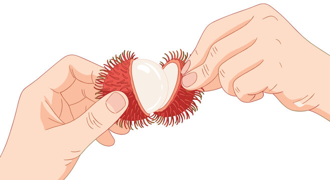 A pair of hands carefully peels back the vibrant red spiky skin of a tropical rambutan fruit to expose the succulent translucent white flesh within.
