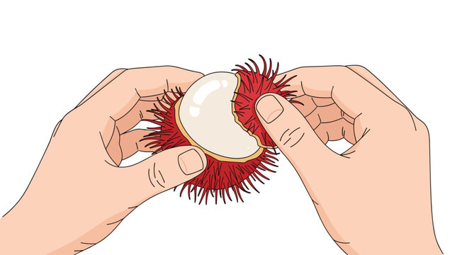 Meticulous hands grip a partially opened rambutan fruit showing the contrast between the thick crimson hairy rind and the smooth pearlescent white interior.