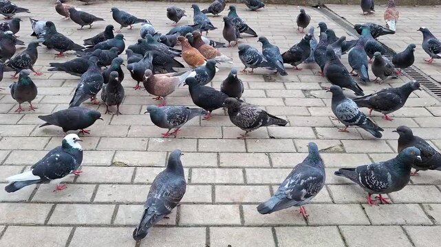 Time lapse of a large flock of pigeons feeding and moving quickly on a city square stone pavement. Busy urban bird activity in public space