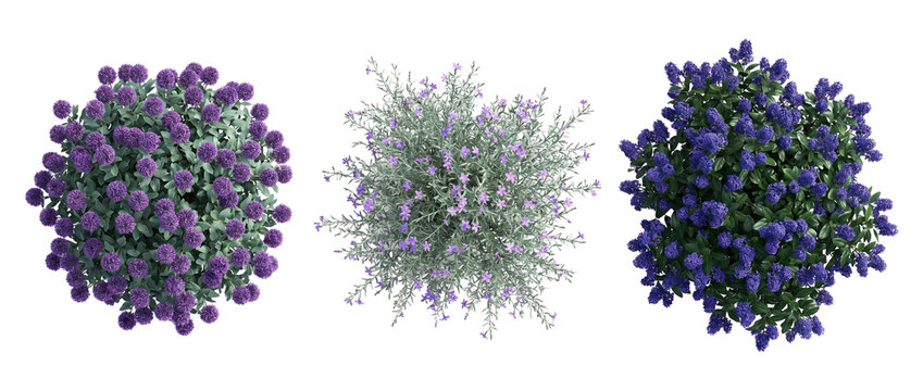 top view, flowering shrubs, garden plants, landscape design, bush, purple flowers, blue flowers set of isolated decorative vegetation for architectural plans and garden projects.