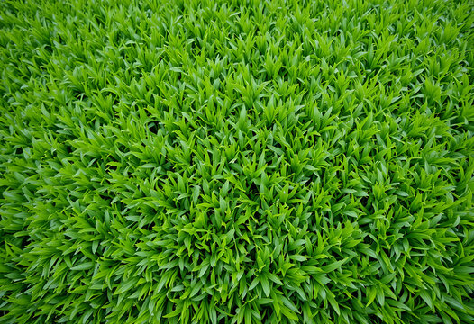 Close-up of lush green hedge or shrubbery with dense, vibrant foliage leaves