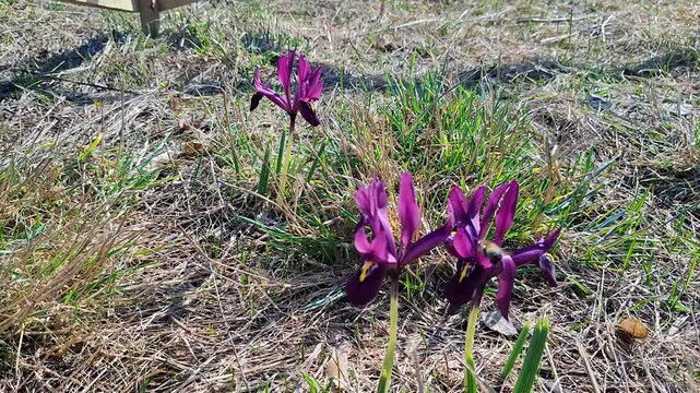 Macro slow motion shot of a bee pollinating a purple iris flower in the field. Detailed close-up of honey bee collecting nectar among wild grass in spring