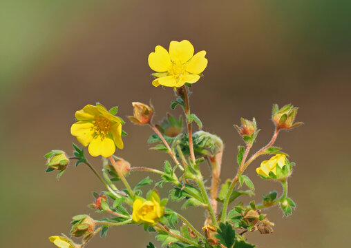 Hoary cinquefoil flowers and buds close up, Potentilla incana