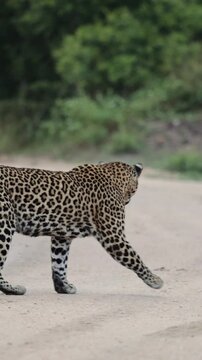 Vertical video, a leopard female crossing the road.