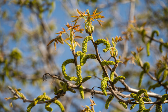 walnut tree catkins and young reddish-brown leaves budding in spring