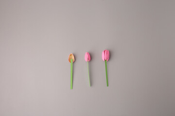 Fototapeta premium Pistachio shell tulips handmade craft process with hot glue gun on grey background. Creative recycling project for eco-friendly hobby, art education, and florist business marketing