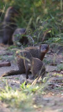 Vertical video, Banded mongoose family