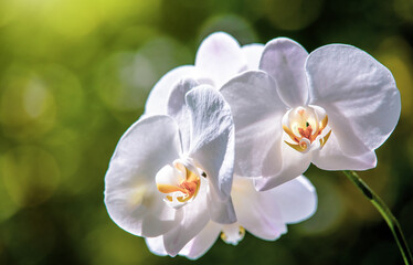 Obraz premium Branch of a white orchid on a green natural background 