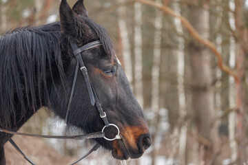 Profile portrait of a dark bay horse with a long black mane wearing a bridle, standing against a blurred winter or early spring forest © WoodHunt