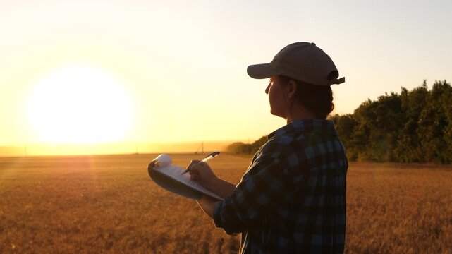 Field inspection during sunset. Agriculture specialist conducts survey in golden wheat field. Bright sunlight creates warm atmosphere and enhances productivity. Farming practices ensure sustainable