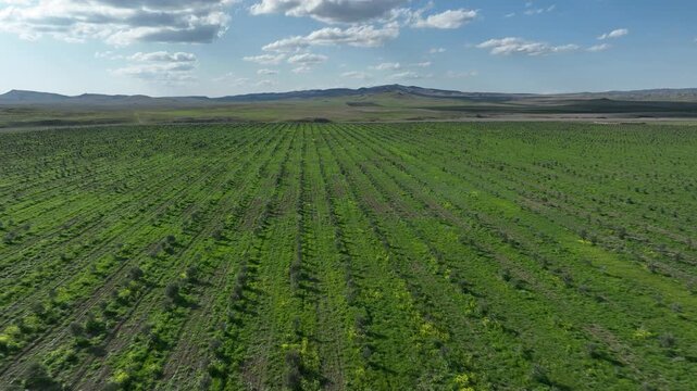 Aerial view of young olive tree plantation rows in Kakheti region, Georgia. Drone flying over green agricultural field under blue cloudy sky at sunny day.