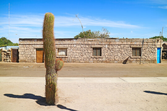 Desert Cactus beside Rustic Stone Houses in Toconao, San Pedro de Atacama, Antofagasta Region in Northern Chile, South America