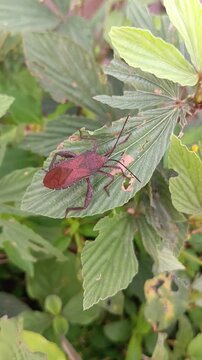 Brown stink bug (Euthochtha galeator) on a bush leaf