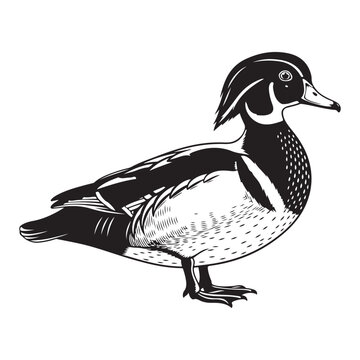 Wood duck vector illustration in black and white woodcut style isolated on white background