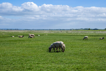 Fototapeta premium sheep in the field