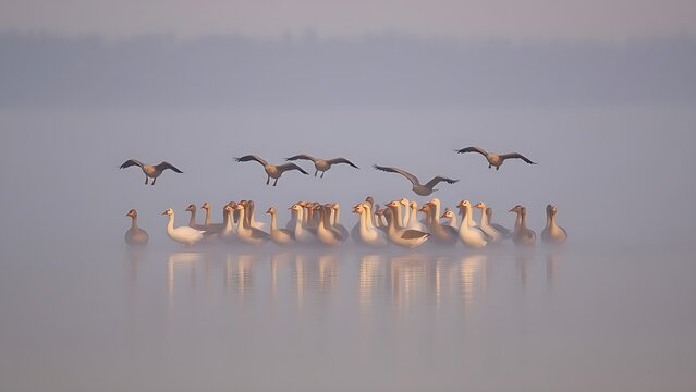 Flock of migrating geese reuniting on a misty northern lake at dawn.