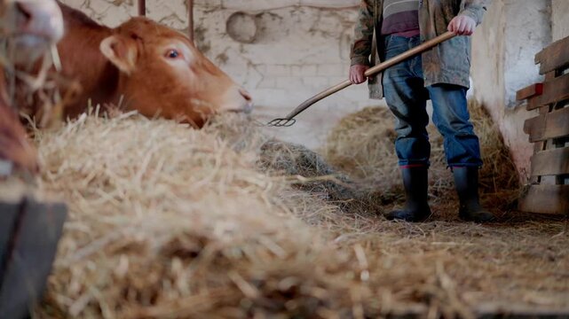 K&uuml;he werden im Stall gef&uuml;ttert