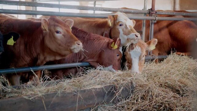 K&uuml;he werden im Stall gef&uuml;ttert