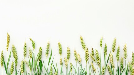 Naklejka premium green wheat ears isolated on a white background, capturing the essence of nature's harvest