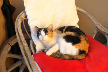 Cat lying down chair garden sunshine relaxation © Samuele Gallini