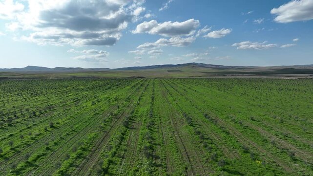 Aerial view of young olive tree plantation rows in Kakheti region, Georgia. Drone flying over green agricultural field under blue cloudy sky at sunny day.