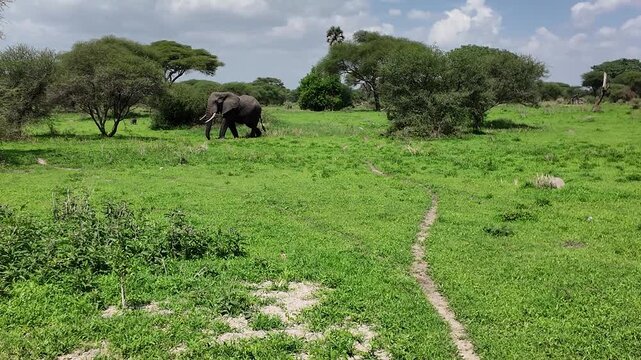 Afrikanischer Elefant l&auml;uft durch das gr&uuml;ne Gras
