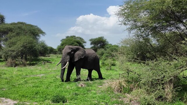 Afrikanischer Elefant in Tansania