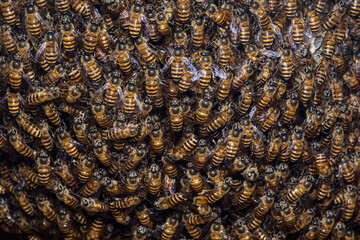Honey bees swarming on natural beehive © Pawich Sattalerd