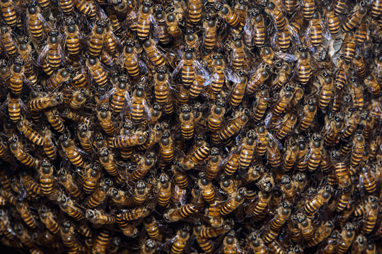 Honey bees swarming on natural beehive