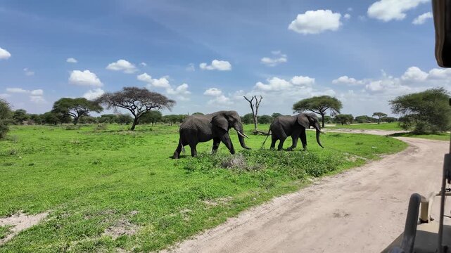 Elefanten &uuml;berqueren einen Weg in Tansania