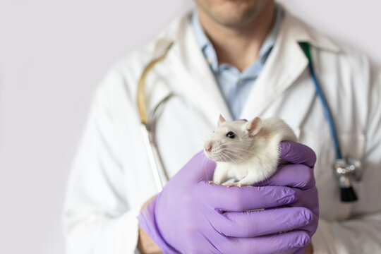 Male veterinarian or scientist holding a small white pet rat in purple gloved hands.