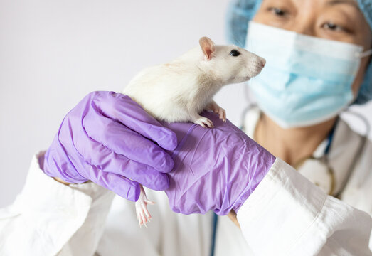 Female scientist or veterinarian in a mask holding a white laboratory rat in gloved hands.