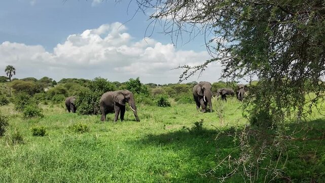 Herde Afrikanischer Elefanten beim Grasen in Afrika