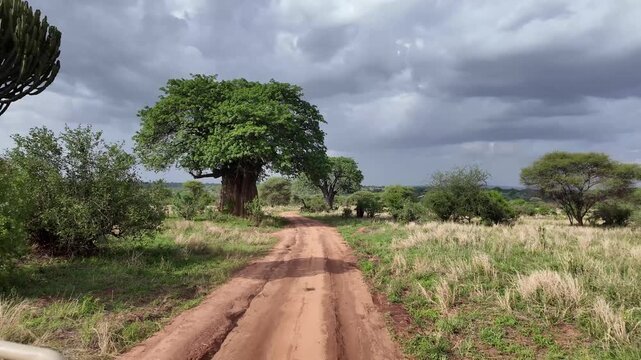 Fahrt vorbei an einem Affenbrotbaum im Tarangire Nationalpark in Tansania