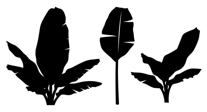Collection of black silhouettes of banana leaves and plants on a white background