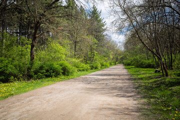 Fototapeta premium Sunlit Dirt Pathway Through Lush Spring Forest