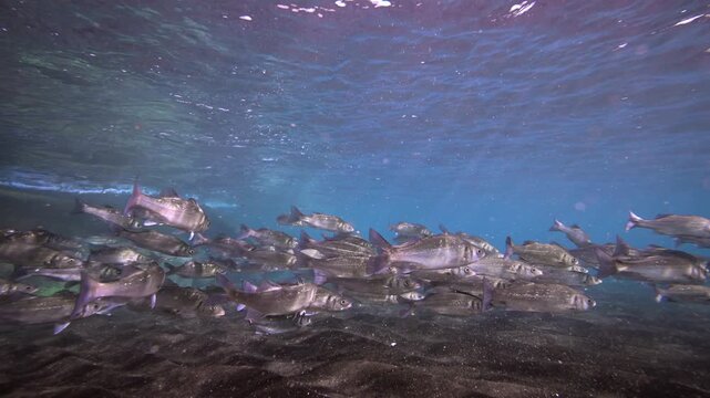 Schooling Salema Fish and Marine Biodiversity in the Canary Islands; Scuba Diving Underwater View