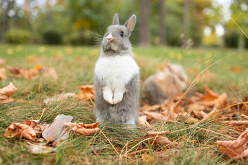 Cute Grey and White Bunny Standing on Hind Legs in Autumn Grass with Fallen Leaves © Mykola